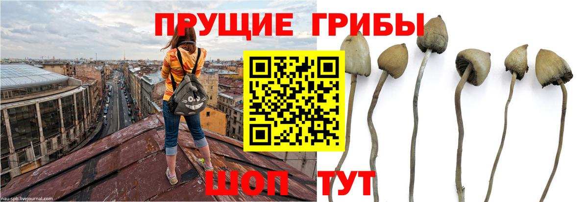Псилоцибиновые грибы мухоморы Корсаков